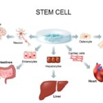 Understanding the impact of light therapy on cellular function for overall wellness and healing